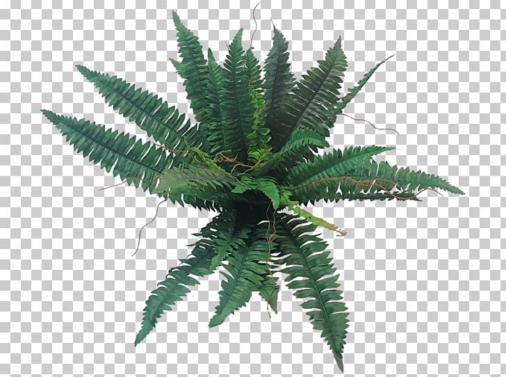 Sword Fern Flower Bouquet Houseplant Cycad PNG, Clipart, Boston, Boston Fern, Cycad, Fern, Ferns And Horsetails Free PNG Download