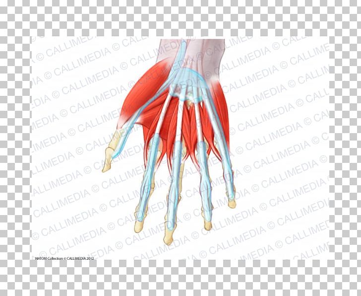 Thumb Muscle Muscular System Lumbricals Of The Hand Anatomy PNG, Clipart, Anatomy, Arm, Bone, Digit, Dorsum Free PNG Download