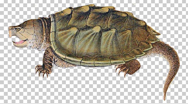 Turtle Soup Alligator Reptile Common Snapping Turtle PNG, Clipart, Alligator, Alligator Snapping Turtle, Animal, Box Turtle, Chelydridae Free PNG Download