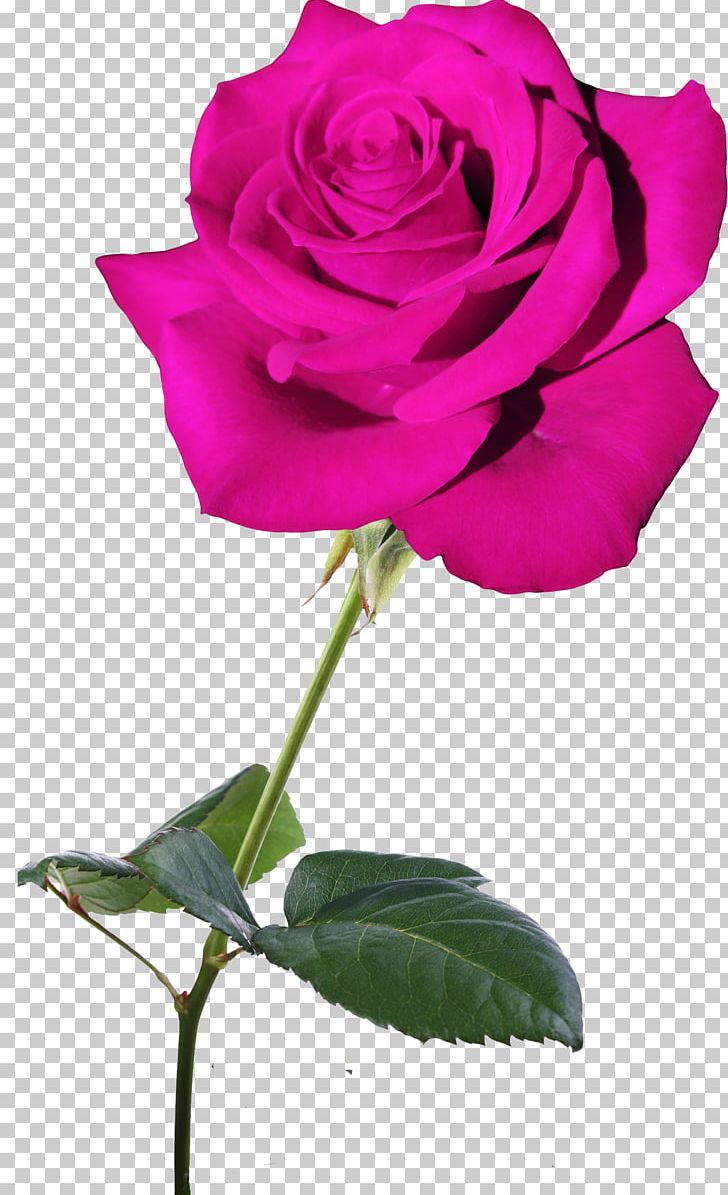 Garden Roses Flower Blue Rose Rosaceae Centifolia Roses PNG, Clipart, Blue, Blue Rose, Centifolia Roses, China Rose, Cut Flowers Free PNG Download