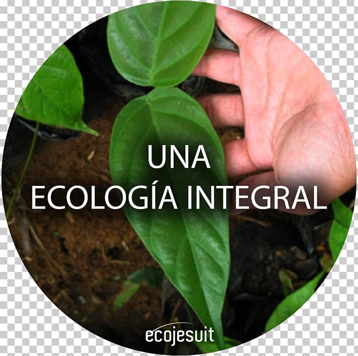 Laudato Si' Ecology Natural Environment Encyclical Ecojesuit PNG, Clipart,  Free PNG Download