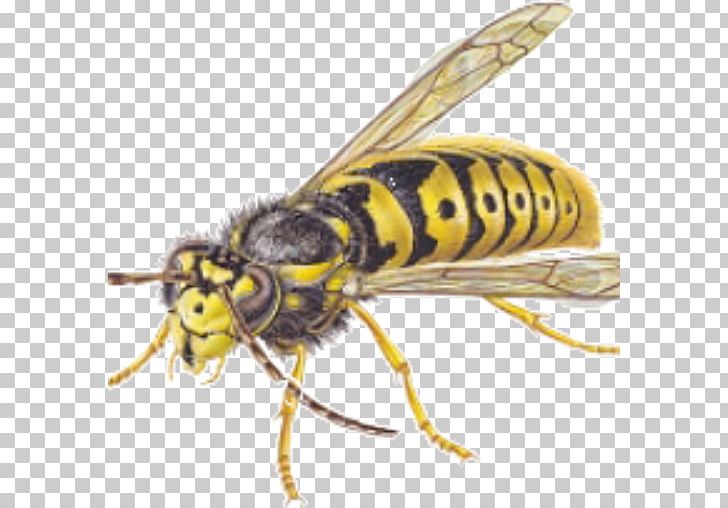 Hornet Bee Insect Wasp Pest Control PNG, Clipart, Apocrita, Arthropod, Baldfaced Hornet, Bee, Bee Sting Free PNG Download