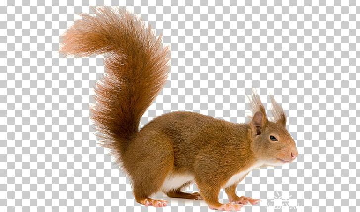 Squirrel PNG, Clipart, Squirrel Free PNG Download