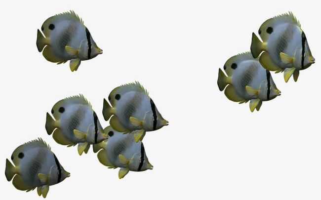 Biological 3d Fish PNG, Clipart, 3d Cartoon, 3d Clipart, Aquatic, Aquatic Creatures, Benthic Free PNG Download