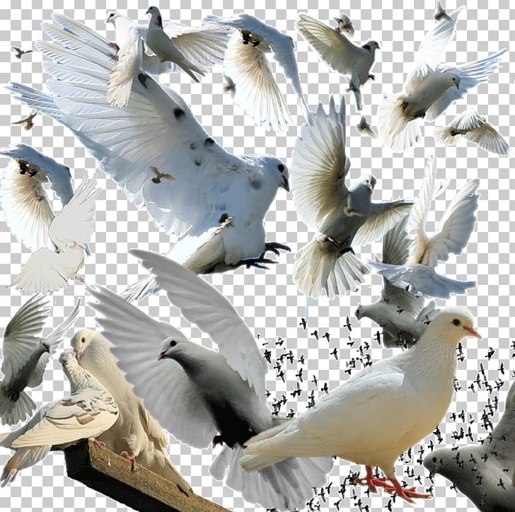 Bird Columba PNG, Clipart, Animals, Archive File, Beak, Bird, Columba Free PNG Download