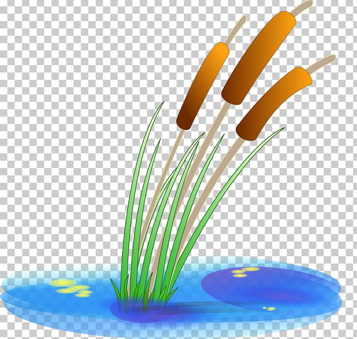 Cattail Pond Aquatic Plants PNG, Clipart, Aquatic Plants, Barley, Cattail, Clip Art, Food Drinks Free PNG Download