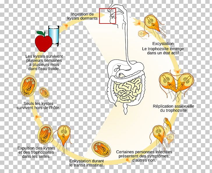 Giardia Lamblia Protist Biological Life Cycle Entamoeba Histolytica Giardiasis PNG, Clipart, Area, Biological Life Cycle, Diagram, Disease, Entamoeba Histolytica Free PNG Download