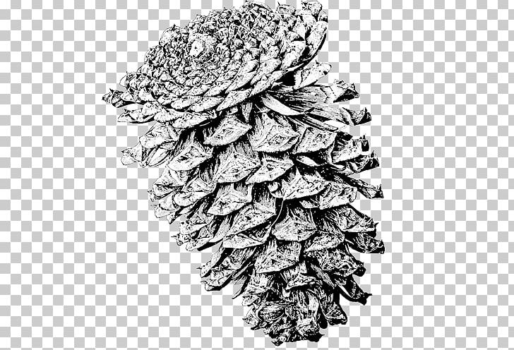 Spruce Lodgepole Pine Ponderosa Pine Conifer Cone Mountain Pine PNG, Clipart, Black And White, Botanical Illustration, Conifer, Conifer Cone, Conifers Free PNG Download