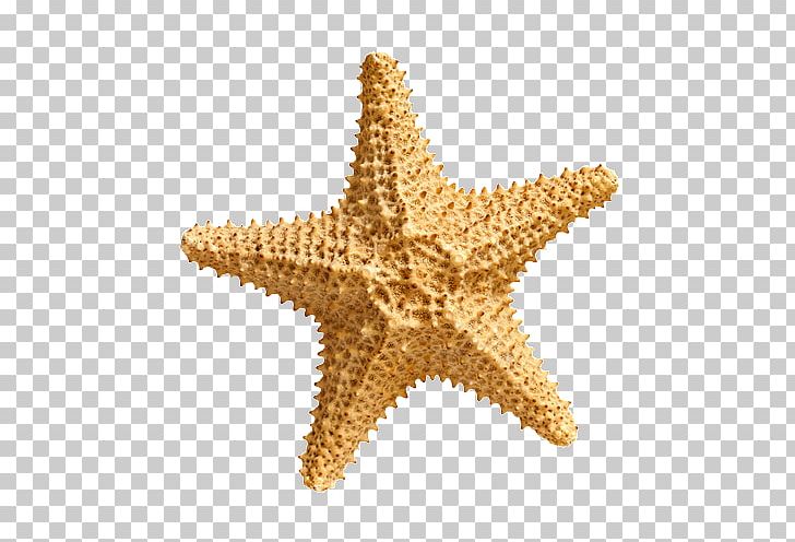 Starfish PNG, Clipart, Starfish Free PNG Download