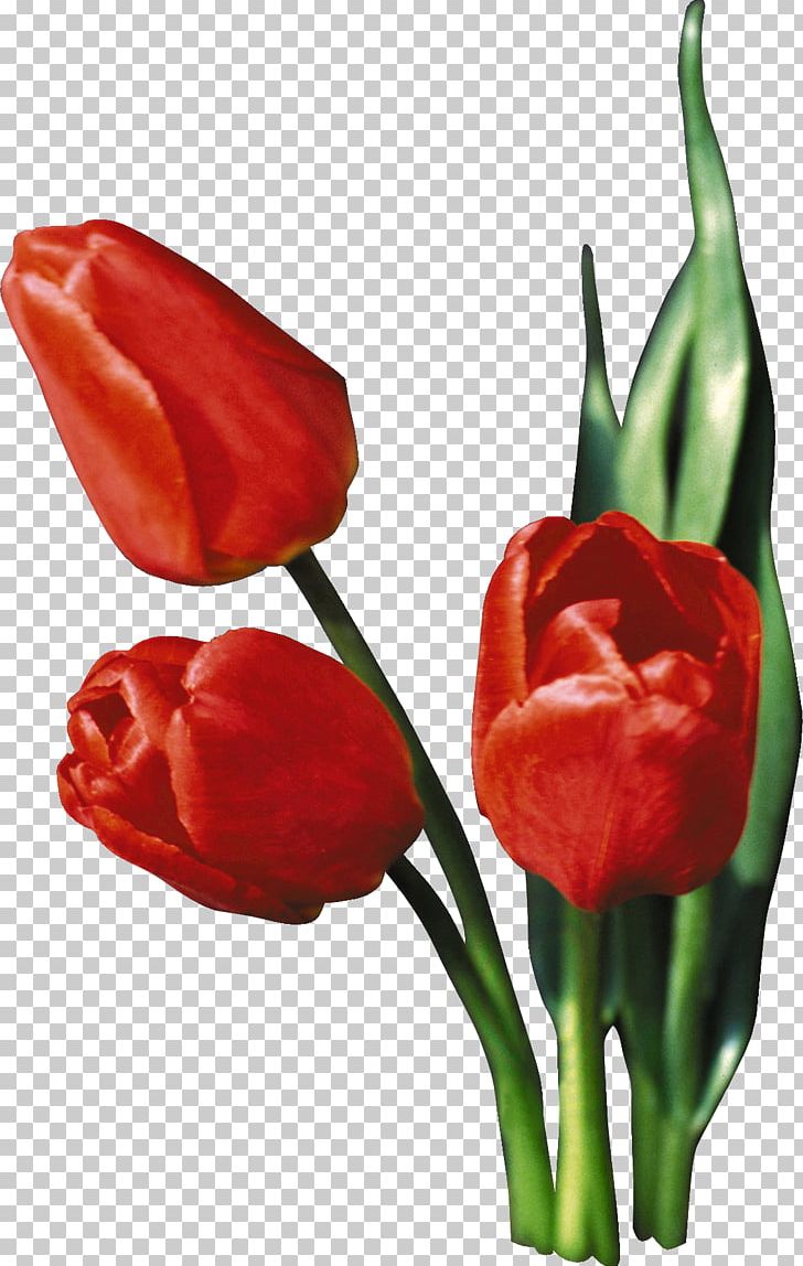 Tulip Flower PNG, Clipart, Bell Peppers And Chili Peppers, Birds Eye Chili, Blume, Bud, Chili Pepper Free PNG Download