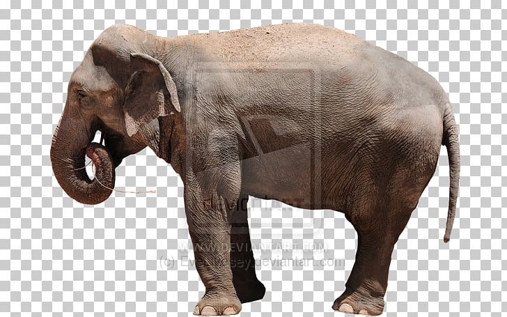 Indian Elephant African Elephant Curtiss C-46 Commando Fauna Wildlife PNG, Clipart, African Elephant, Animal, Curtiss C46 Commando, Elephant, Elephants Free PNG Download