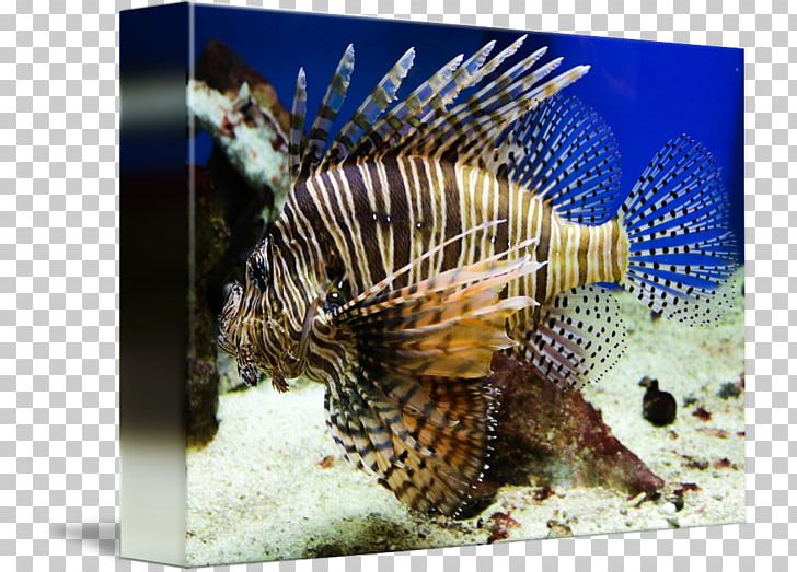 Lionfish Marine Biology Coral Reef Fish Fauna PNG, Clipart, Biology, Coral, Coral Reef, Coral Reef Fish, Fauna Free PNG Download