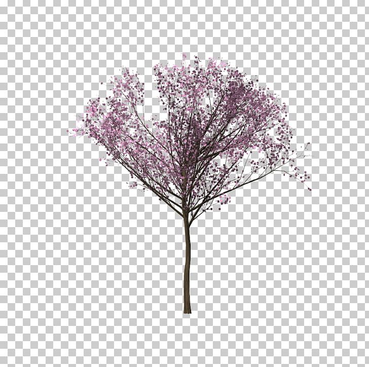 Tree Cherry Blossom Branch PNG, Clipart, Android, Blossom, Branch, Cherry Blossom, Coconut Free PNG Download