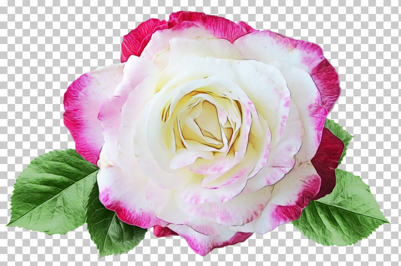 Garden Roses PNG, Clipart, Annual Plant, Cabbage Rose, Closeup, Cut Flowers, Floribunda Free PNG Download