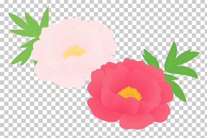 Chinese Peony Moutan Peony Flower PNG, Clipart, Annual Plant, Anthesis, Chinese Peony, Floral Design, Floristry Free PNG Download