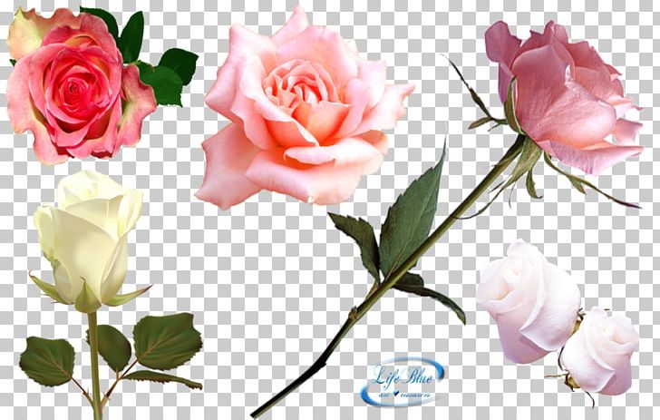 Garden Roses Cabbage Rose Cut Flowers Floribunda PNG, Clipart, Computer Wallpaper, Cut Flowers, Desktop Wallpaper, Deviantart, Flora Free PNG Download