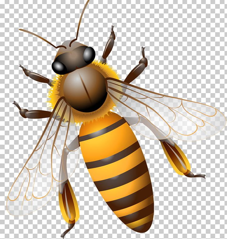 Bee Computer File PNG, Clipart, Bees, Bee Sting, Big, Cute, Cute Bee Free PNG Download