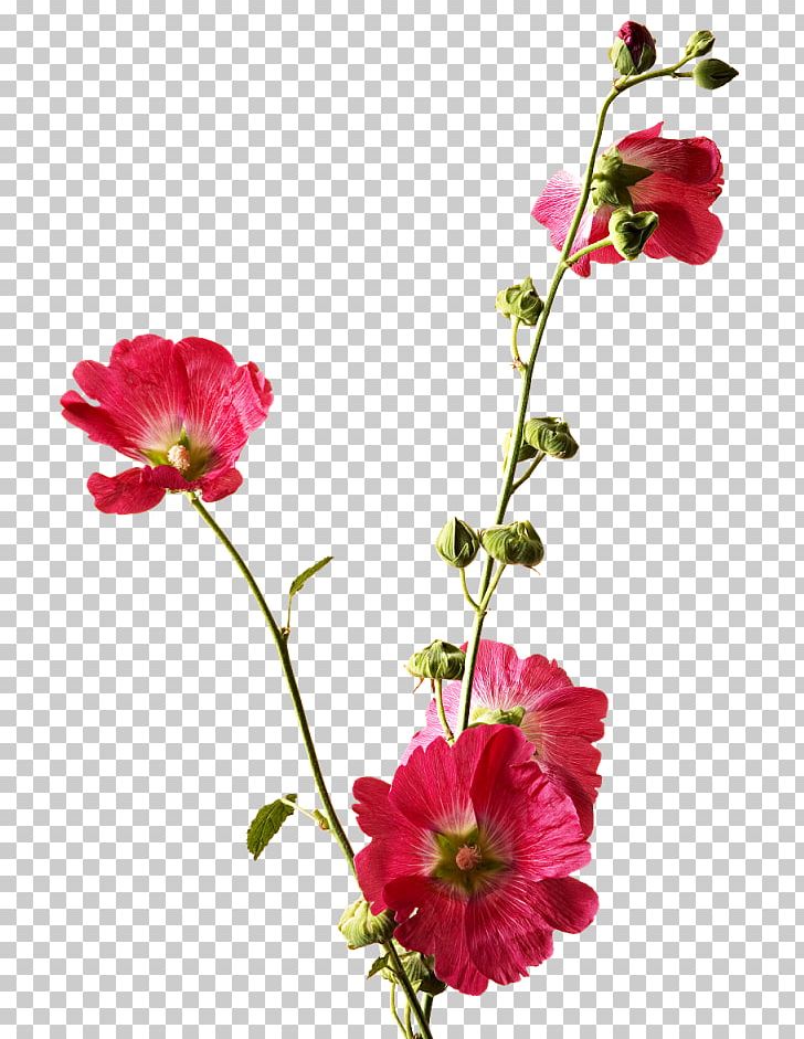 Cut Flowers Hollyhocks Portable Network Graphics PNG, Clipart, Annual Plant, Blossom, Cut Flowers, Floral Design, Flower Free PNG Download