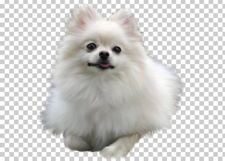 Pomeranian Maltese Dog Puppy Chow Chow Border Collie PNG, Clipart, Ancient Dog Breeds, Animals, Border Collie, Carnivoran, Collie Free PNG Download