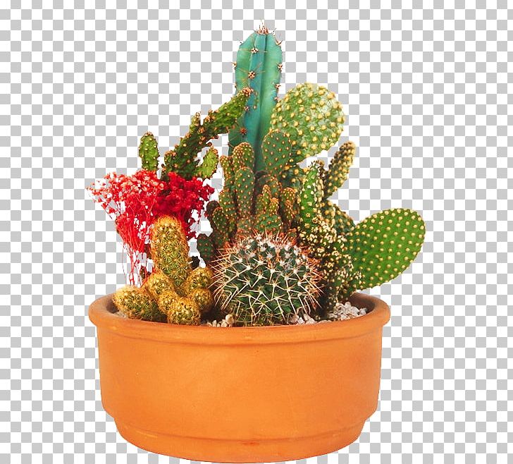 Prickly Pear Flowerpot Strawberry Hedgehog Cactus Cactaceae Houseplant PNG, Clipart, Cactaceae, Cactus, Caryophyllales, Flowering Plant, Flowerpot Free PNG Download