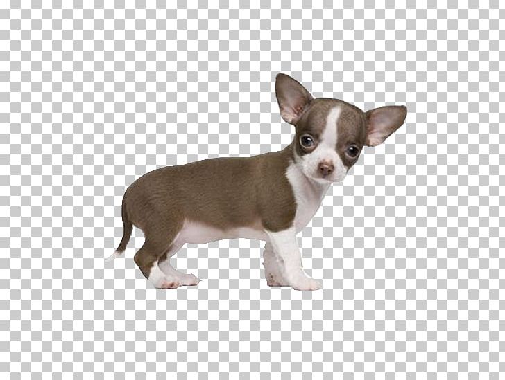 Chihuahua Puppy Pekingese Yorkshire Terrier Chinese Crested Dog PNG, Clipart, Albuquerque, Animals, Breed, Carnivoran, Chihuahua Free PNG Download