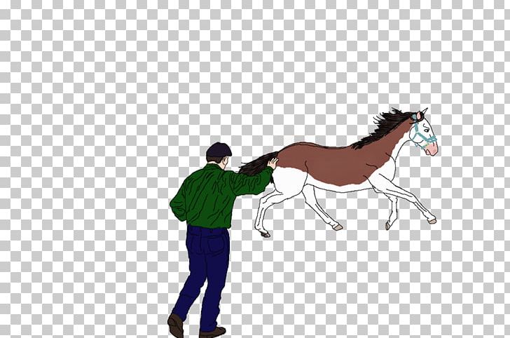 Foal Mustang Stallion Pony Colt PNG, Clipart, Animal, Animal Figure, Bit, Bridle, Colt Free PNG Download