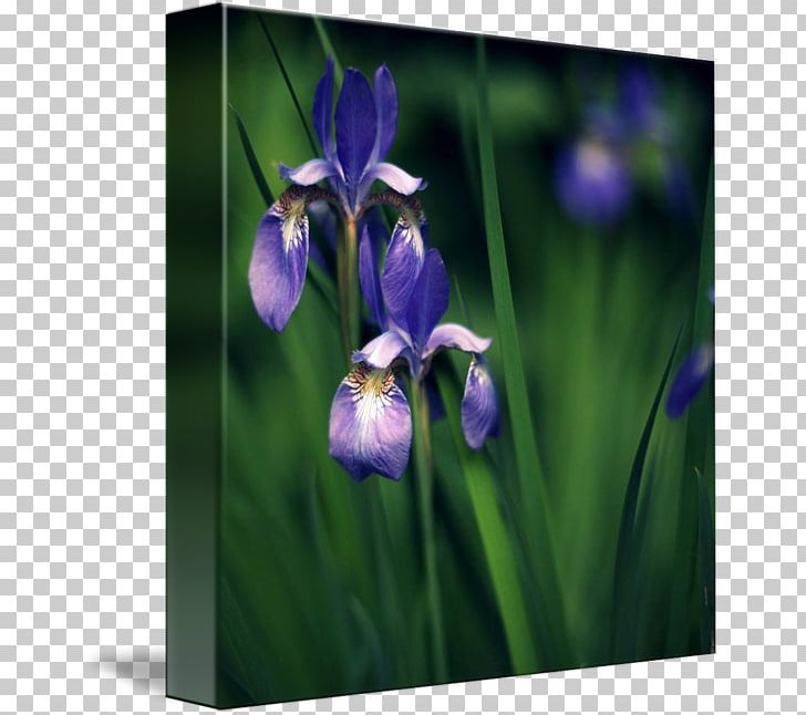 Northern Blue Flag Orris Root Orris Oil Violet Family PNG, Clipart, Family, Flora, Flower, Flowering Plant, Iris Free PNG Download