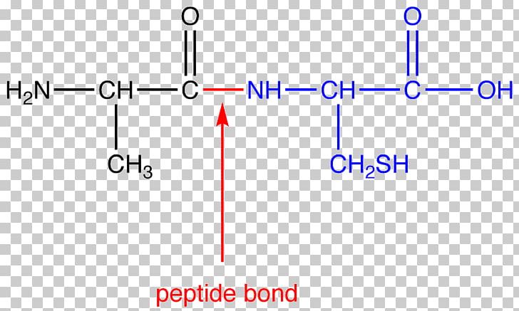 Peptide Bond Amino Acid N-terminus C-terminus PNG, Clipart, Acid, Amide, Amin, Amine, Angle Free PNG Download
