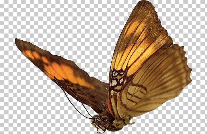 Butterfly Desktop Insect PNG, Clipart, Arthropod, Brush Footed Butterfly, Butterfly, Desktop Metaphor, Desktop Wallpaper Free PNG Download