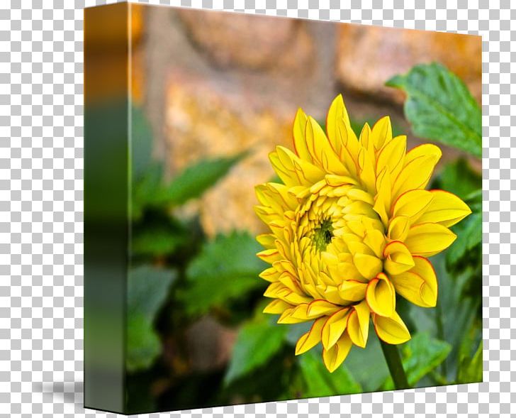 Chrysanthemum Dahlia Wildflower Petal PNG, Clipart, Chrysanthemum, Chrysanths, Dahlia, Dahlias, Daisy Family Free PNG Download