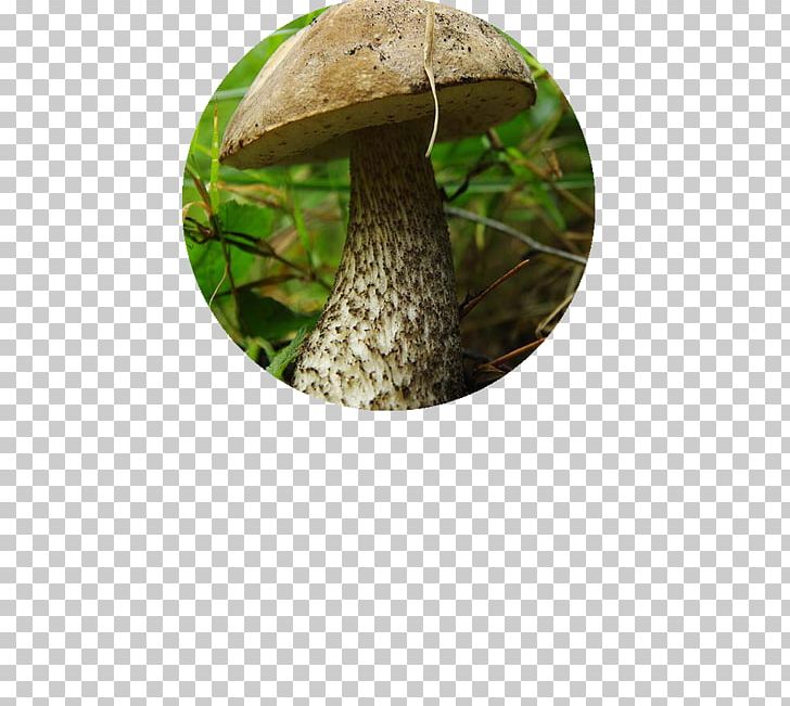 Edible Mushroom Tree PNG, Clipart, Edible Mushroom, Grass, Mushroom, Nature, Tree Free PNG Download