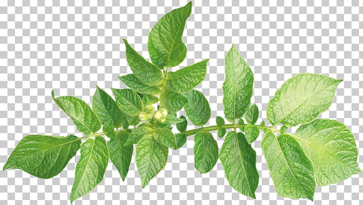 Leaf Plant Leaves Plant Hormone Foot PNG, Clipart, 2d Computer Graphics, Alpha Channel, Basil, Foot, Green Leaves Free PNG Download