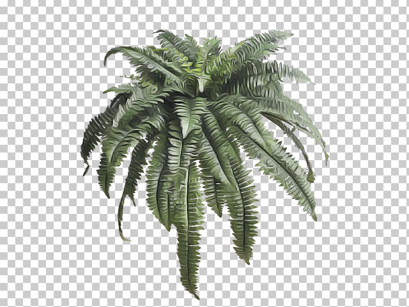 Palm Tree PNG, Clipart, Arecales, Fern, Flower, Leaf, Palm Tree Free PNG Download