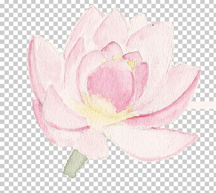 Cabbage Rose Peony Petal Herbaceous Plant PNG, Clipart, Flower, Flowering Plant, Herbaceous Plant, Magnolia, Magnolia Family Free PNG Download