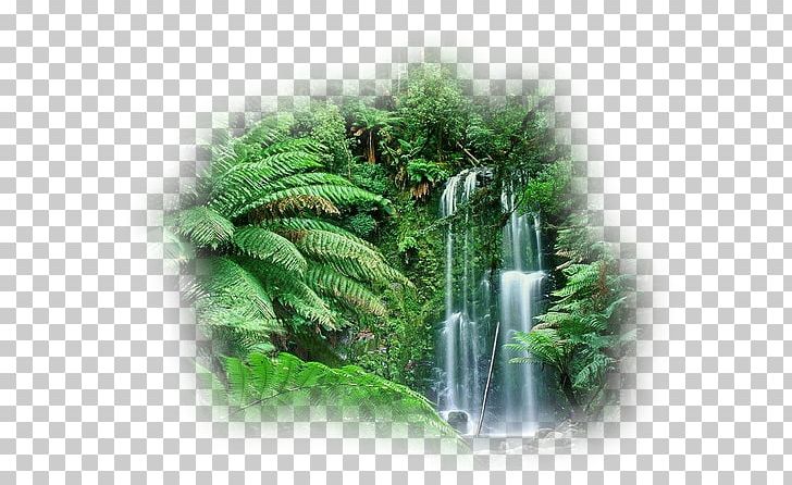 Cloud Forest Amazon Rainforest Australia Tropical Rainforest PNG, Clipart, Amazon Rainforest, Australia, Biome, Cloud Forest, Ecosystem Free PNG Download