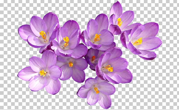 Flower Crocus Speciosus Colchicum Autumnale PNG, Clipart, Autumn Crocus, Colchicum Autumnale, Crocus, Crocus Chrysanthus, Crocus Speciosus Free PNG Download