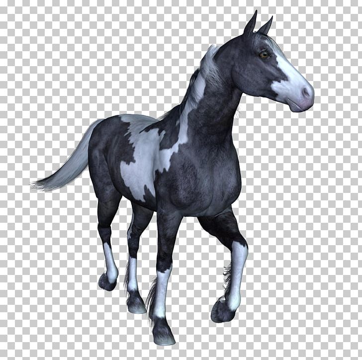 Mustang Arabian Horse Stallion Colt Mare PNG, Clipart, Animals, Arabian Horse, Black, Download, Halter Free PNG Download