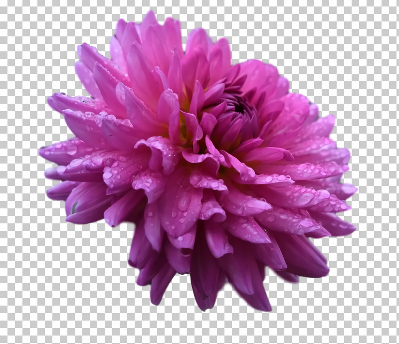 Dahlia Chrysanthemum Aster Petal Plants PNG, Clipart, Aster, Biology, Chrysanthemum, Dahlia, Petal Free PNG Download