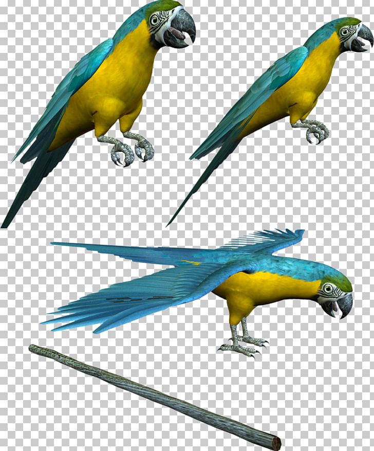 Budgerigar Parrot Lovebird Parakeet PNG, Clipart, Animal, Animals, Asuka, Beak, Bird Free PNG Download