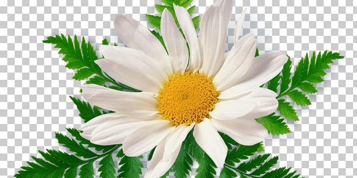 Chamomile PNG, Clipart, Annual Plant, Aster, Camomile, Chamaemelum, Chamaemelum Nobile Free PNG Download