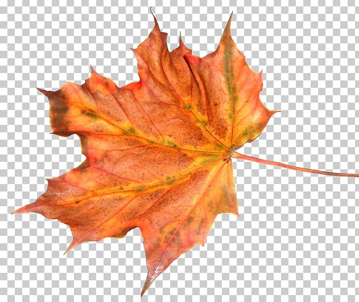 Leaf Autumn Tree Feuille Morte PNG, Clipart, Autumn, Autumn Leaf Color, Deciduous, Feuille Morte, Function Free PNG Download