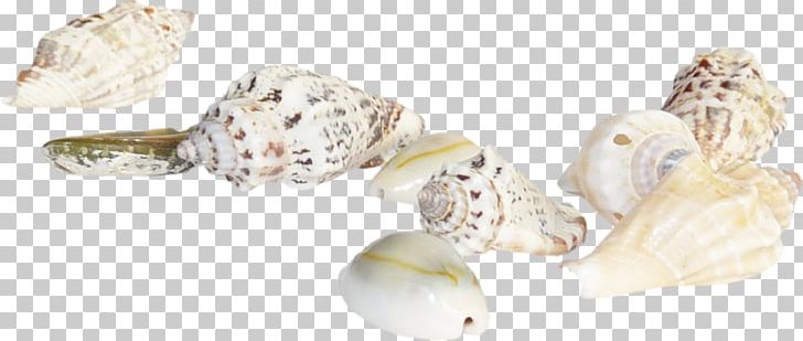 Seashell Marine PNG, Clipart, Adobe Illustrator, Body Jewelry, Conch, Creative, Creative Sea Free PNG Download