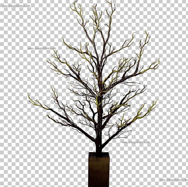 Twig Tree Bonsai Branch Wood PNG, Clipart, Bedroom, Birch, Bonsai, Branch, Broadleaved Tree Free PNG Download