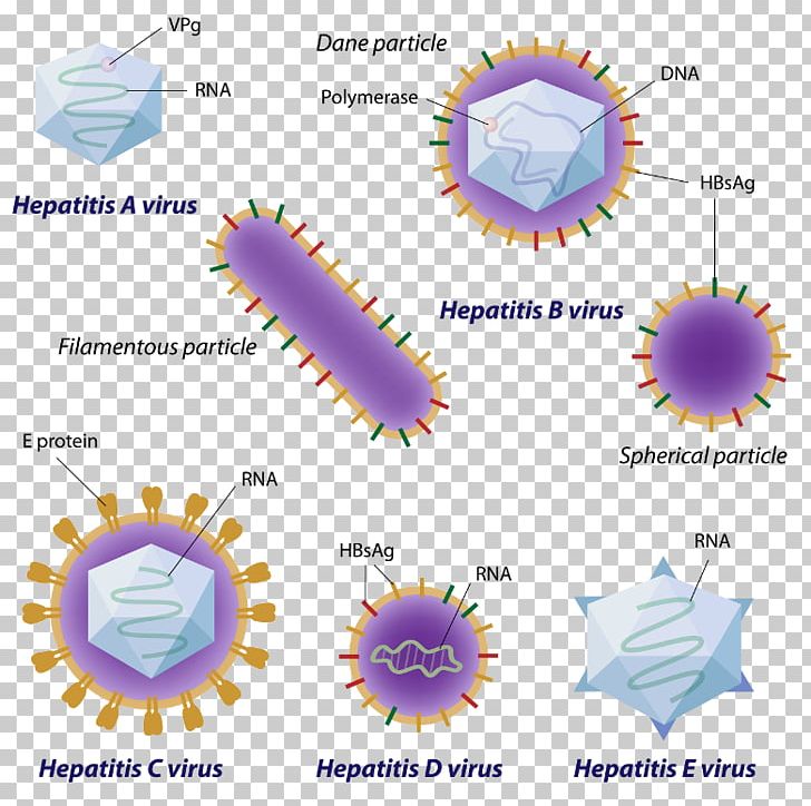 Viral Hepatitis Hepatitis A Hepatitis C Virus PNG, Clipart, Angle, Area, Autoimmune Hepatitis, Diagram, Hep Free PNG Download