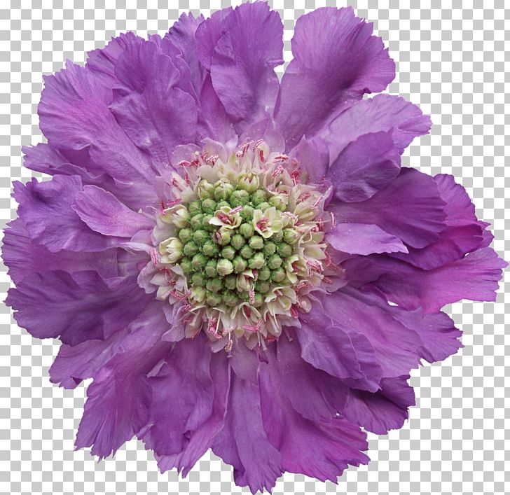 Flower PNG, Clipart, Annual Plant, Aster, Blue, Blumen, Chart Free PNG Download