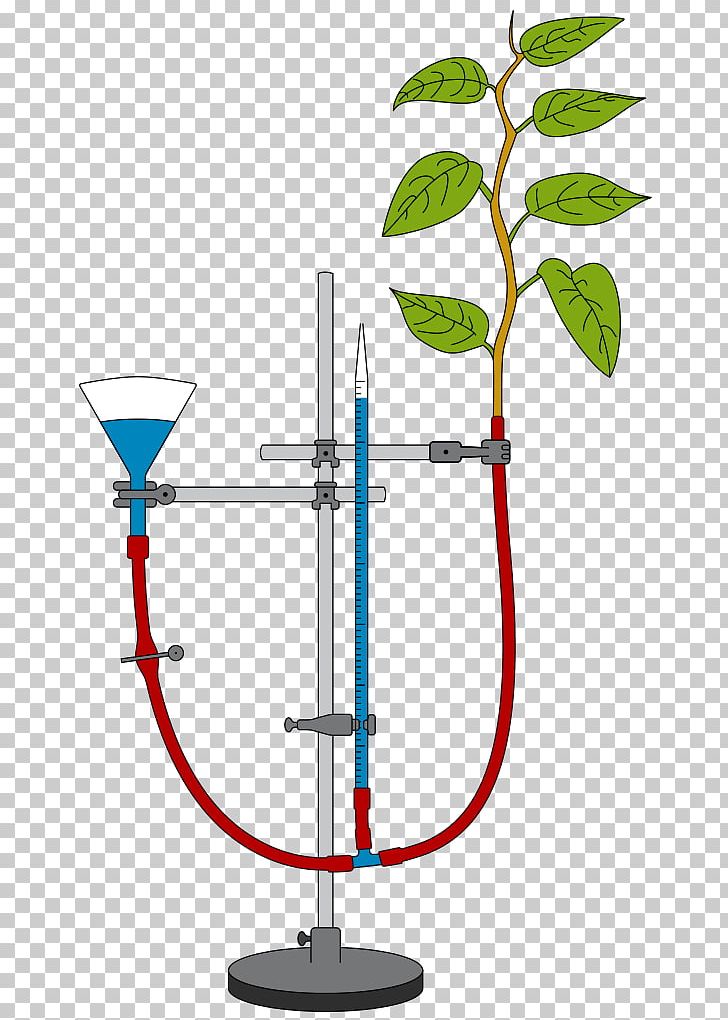 Potometer Transpiration Root Evaporation Stoma PNG, Clipart, Diagram, Evaporation, Experiment, Food Drinks, Guard Cell Free PNG Download