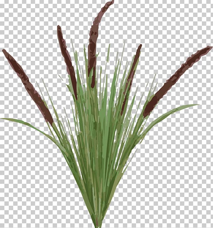 Typha Latifolia Plant Tail Grasses PNG, Clipart, Cattail, Cattronic, Chrysopogon Zizanioides, Commodity, Grass Free PNG Download