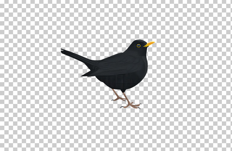 Bird Blackbird Beak Perching Bird Songbird PNG, Clipart, Beak, Bird, Blackbird, Perching Bird, Songbird Free PNG Download