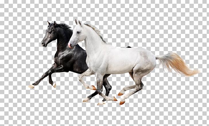 Horse Icon PNG, Clipart, Animals, Bridle, Computer Graphics, Download, Encapsulated Postscript Free PNG Download