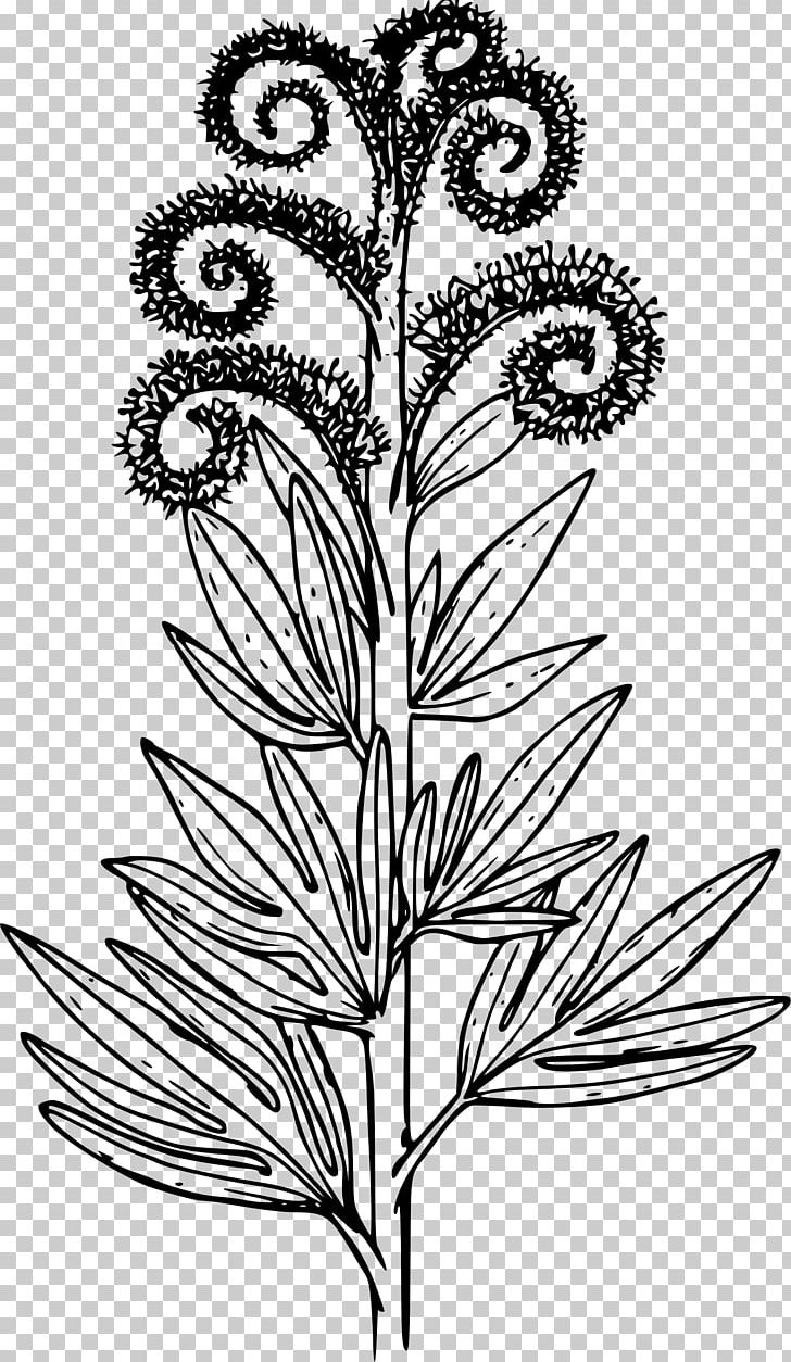 Phacelia Procera Phacelia Sericea Drawing Coloring Book PNG, Clipart, Annual Plant, Art, Black And White, Bluebell, Branch Free PNG Download